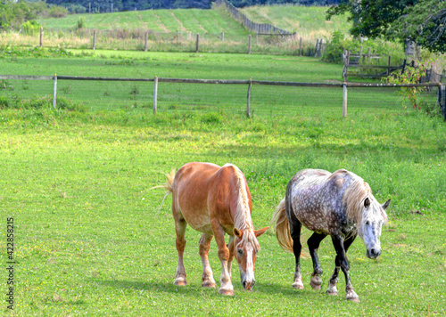 2 horses in the field © Bernard