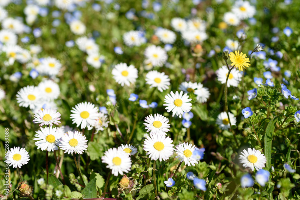 blooming daisies on green lawn