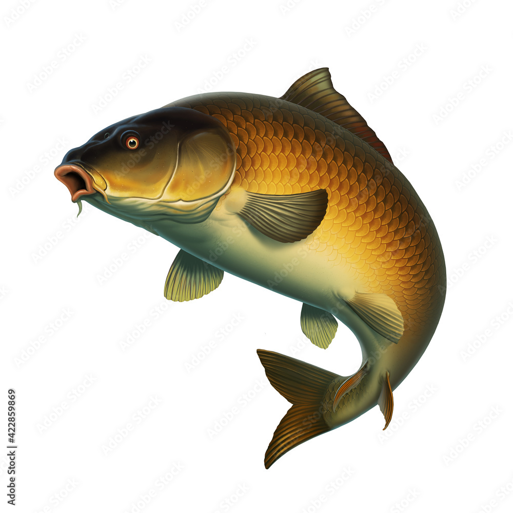 Carp fish (koi) realism isolate illustration. Fishing for big carp, feeder fishing,  carp fishing. Stock Illustration