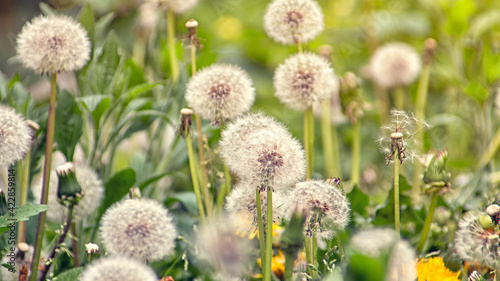 beautiful dandelions, dandelions after flowering, dandelion fluff © Vic