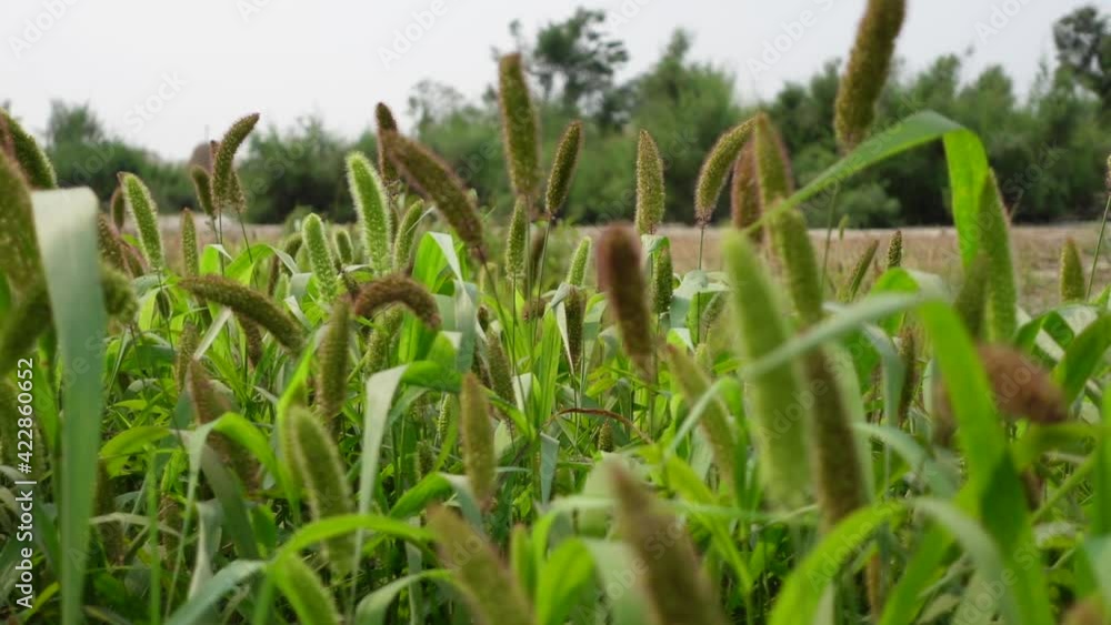 Green-brown Foxtail millet crops are swaying in the spring air. Green crops field background. Slow-motion video. Green-brown Foxtail millet crops are swaying in the spring air. Green crops field background. Slow-motion video.