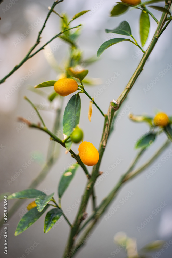 Lemon tree with fruits