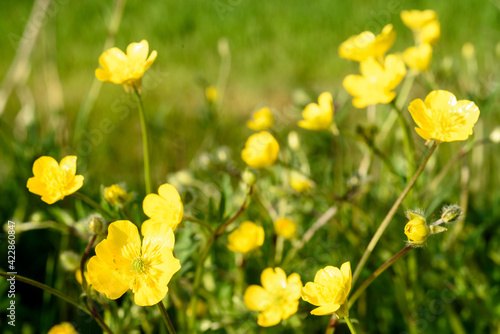 yellow wildflowers on green meadow