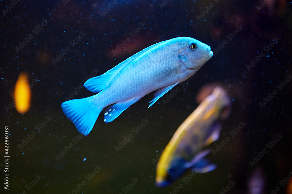 Aquarium with Blue Malawi Cichlids fish Tribe of Haplochromine. Aquarium with Blue Malawi Cichlids fish Tribe of Haplochromine.