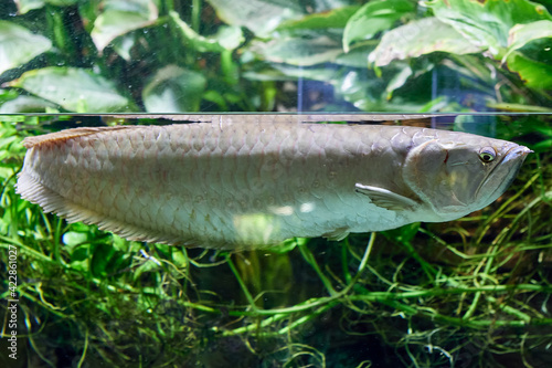 Silver arowanas are kept in aquariums, but they are predatory and require a very large tank.