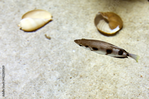 Toxotes jaculatrix or banded archerfish It has distinctive, semi-triangular markings along its sides.. photo