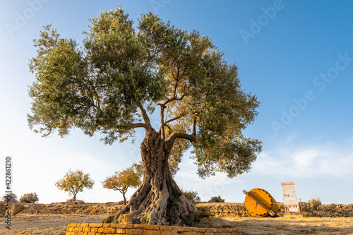 An old olive tree next to the Concordia Temple in Agrigento, Sicily