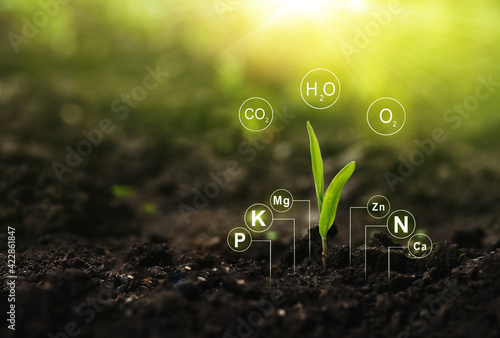 Plants on  sunny background with digital mineral nutrients icon. Fertilization and the role of nutrients in plant life.  photo