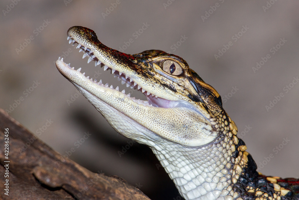 Fototapeta premium Juvenile American Alligator with mouth open