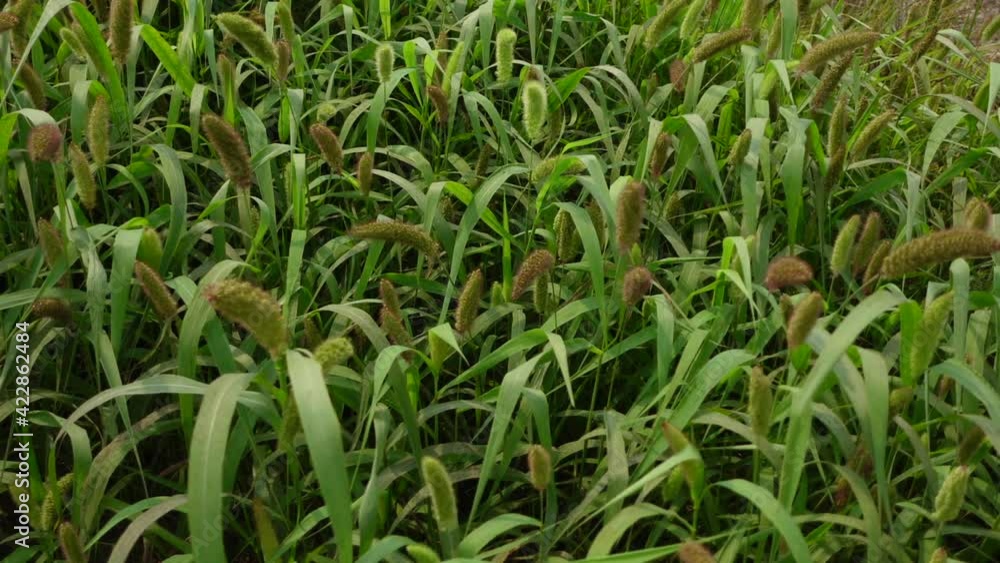 Green-brown Foxtail millet crops are swaying in the spring air. Green crops field background. Slow-motion video. Green-brown Foxtail millet crops are swaying in the spring air. Green crops field background. Slow-motion video.