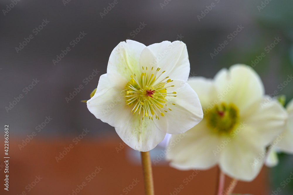 White flowers of Hellebore (Helleborus) Lenten Rose plant White flowers of Hellebore (Helleborus) Lenten Rose plant