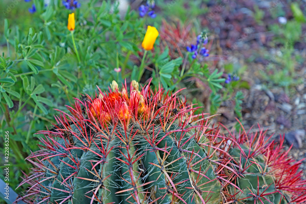 Closeup of Cactus with Red Flowers Part 2 Closeup of Cactus with Red Flowers Part 2