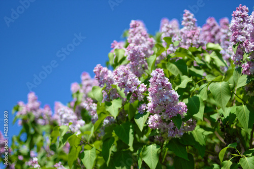 Bushes of beautiful lilac against the blue sky on a sunny day 