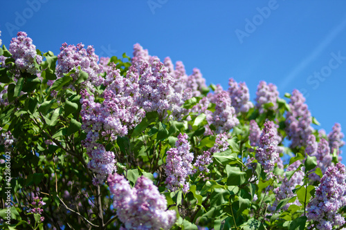 Bushes of beautiful lilac against the blue sky on a sunny day 