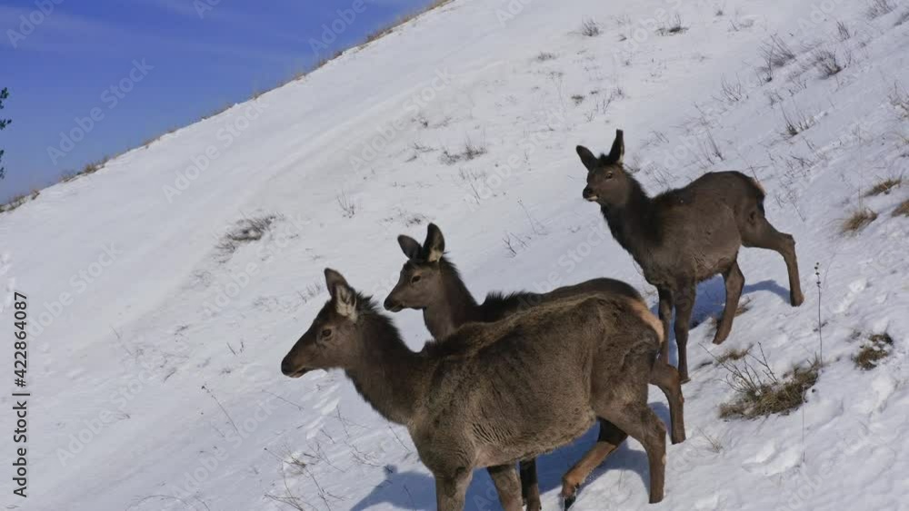 Close-up of a family of wild marals in the Siberian nature Reserve Stolby. Close-up of a family of wild marals in the Siberian nature Reserve Stolby.