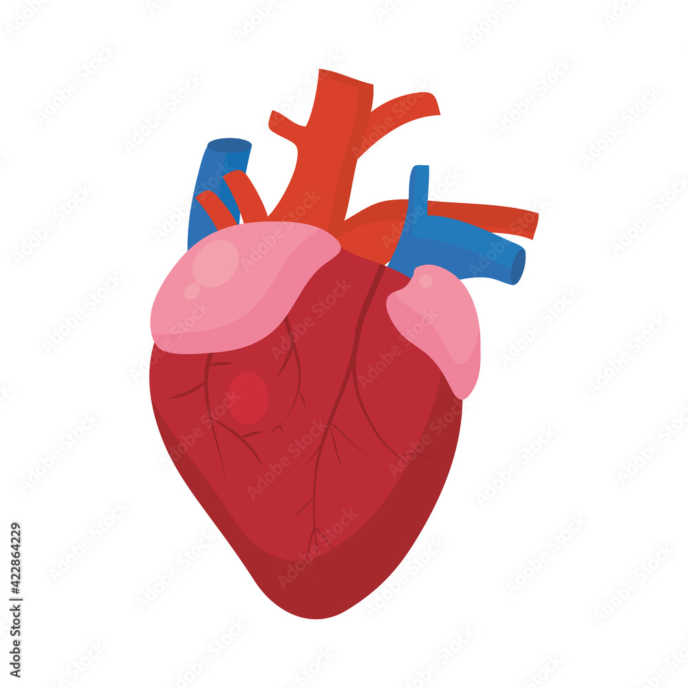 human heart organ human heart organ