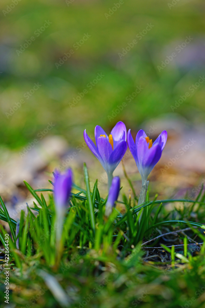 Purple crocus vernus flower peeking through the grass and mulch in early spring Purple crocus vernus flower peeking through the grass and mulch in early spring