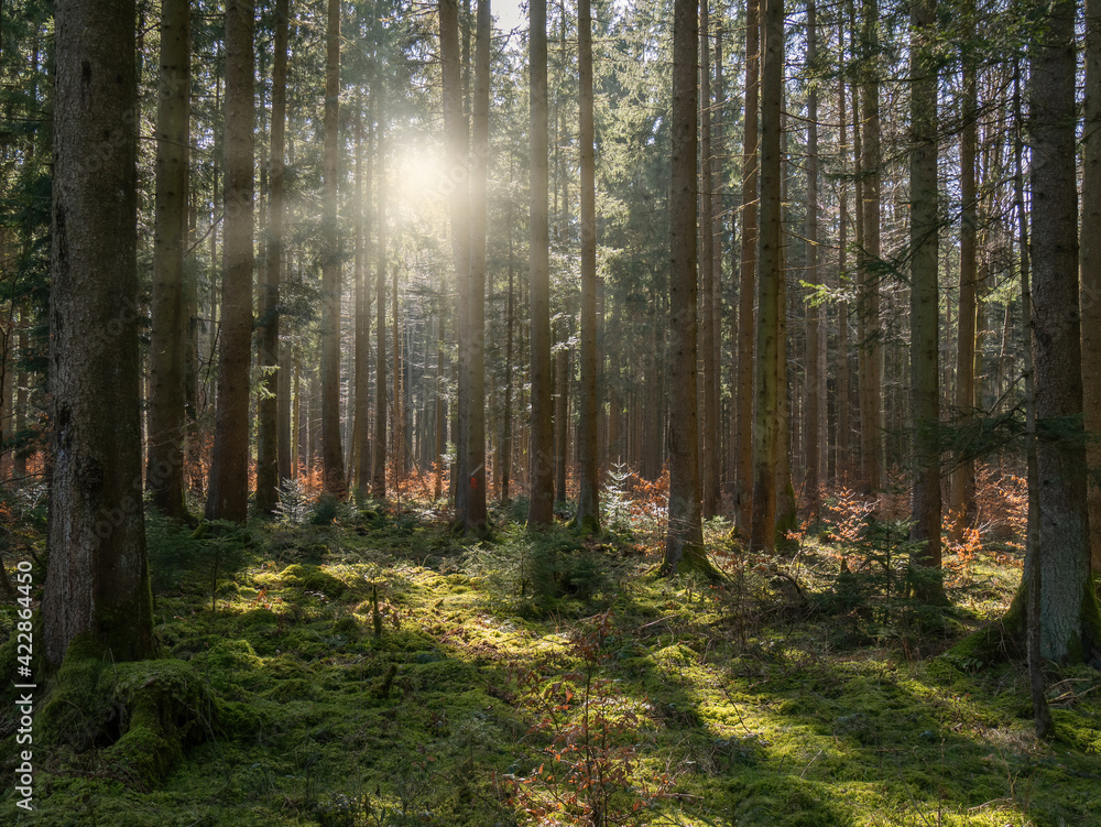 Fototapeta premium Golden sunrise in the forest