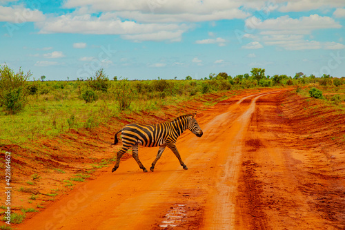 a zebra covered in red sand in Tsavo National Park crosses the road