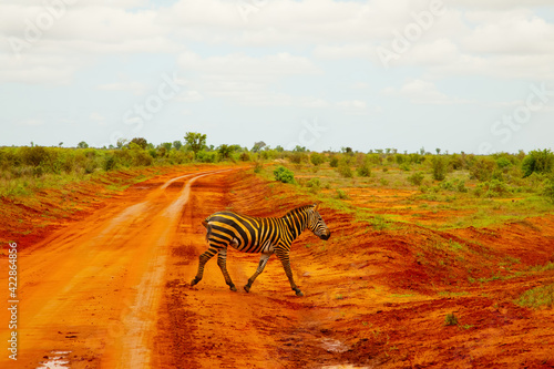 a zebra covered in red sand in Tsavo National Park in Kenya crosses the road