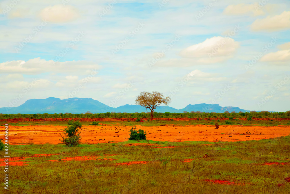 Obraz premium .beautiful savannah views, red clay roads, African landscapes with animals in Kenya