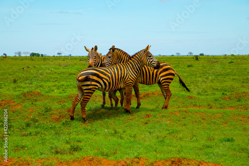 three funny zebras soiled in red sand in Tsavo National Park in Kenya are having fun