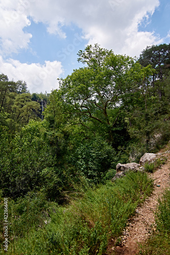 A vertical shot of the narrow rocky trail with trees and greenery