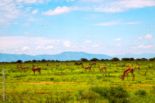 African gazelle in the Savanah. Photo of safari in the vegetation with gazelles. Kenya  Africa