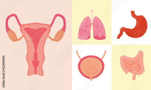 human organs collection