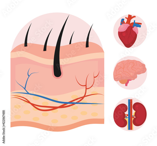 skin and organs