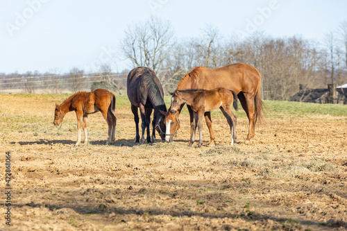 Two broodmares with their foals in a pasture in early spring eating hay together.