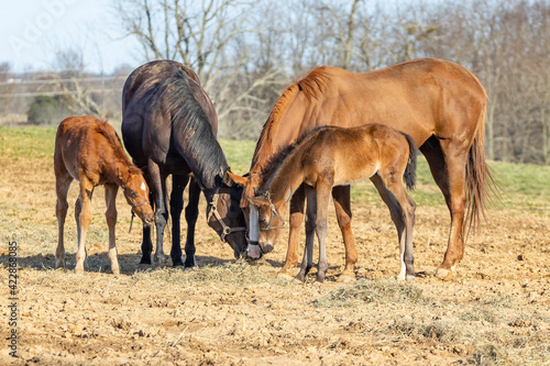 Two broodmares and their foals eating hay together outside.