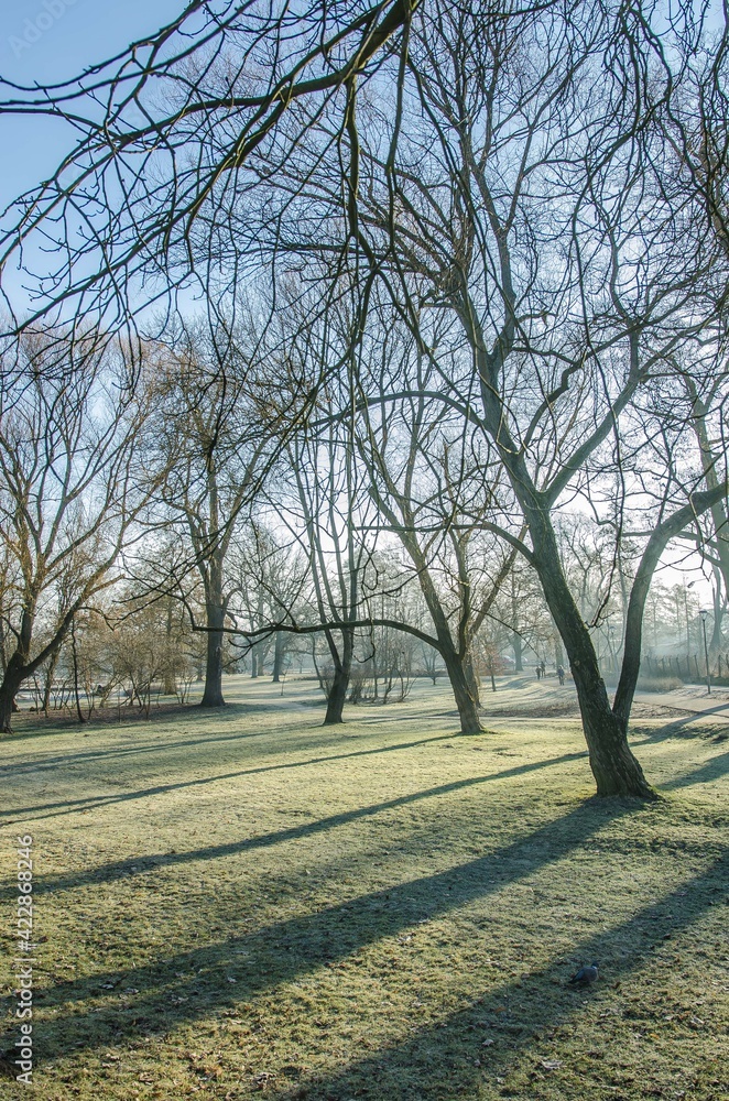 Obraz premium park 2, stargrd 2021