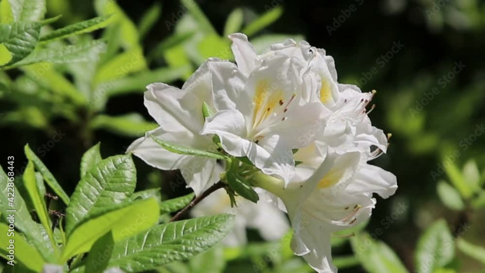 Blossoming flowers rhododendron in the Minsk a botanical garden, nature background.
Blossoming flowers rhododendron in the Minsk a botanical garden, nature background.