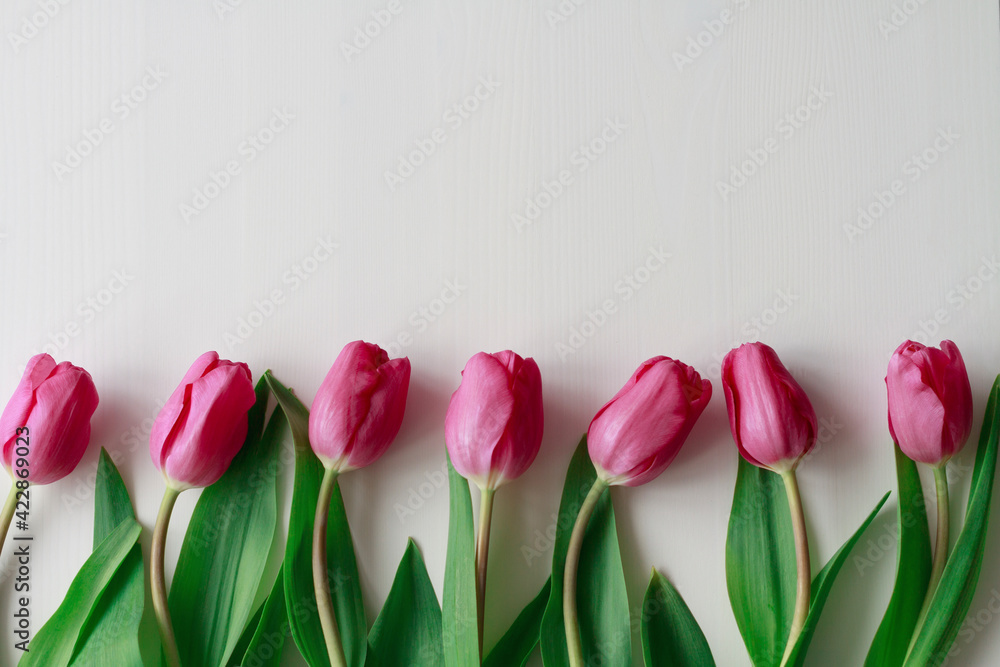 Fototapeta Seven beautiful pink tulips on a white wooden background. Empty place