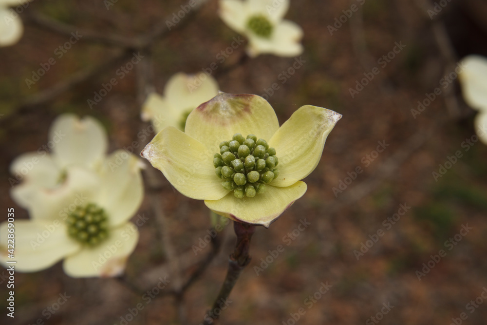 Fototapeta premium Macro closeup center flowering Dogwood flower white with tiny green buds in the Spring
