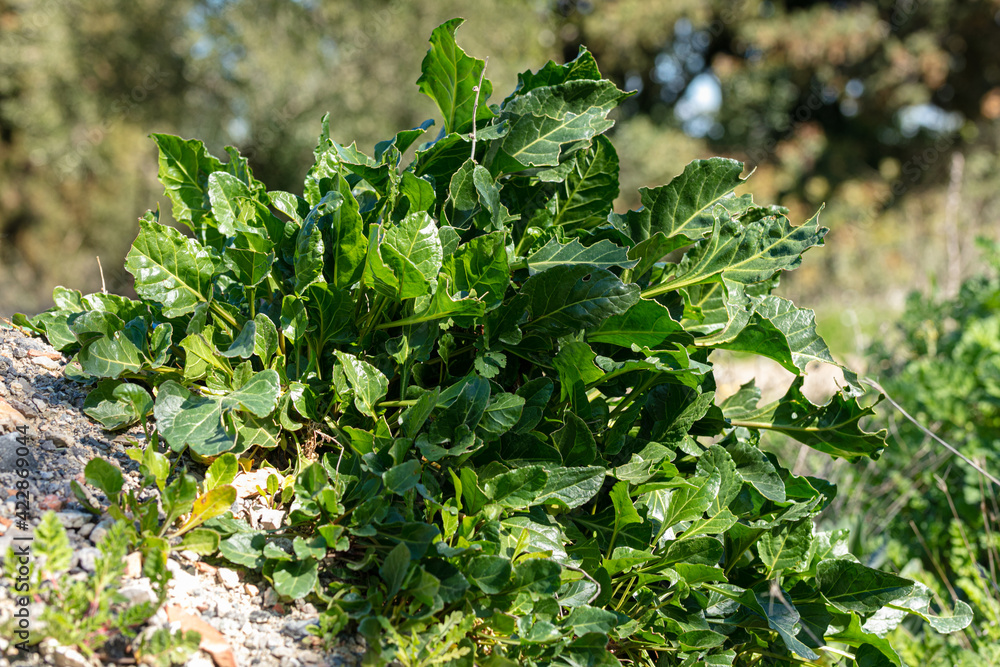 Fototapeta premium Plan of wild chard (Beta vulga vulgaris L. ssp maritima)