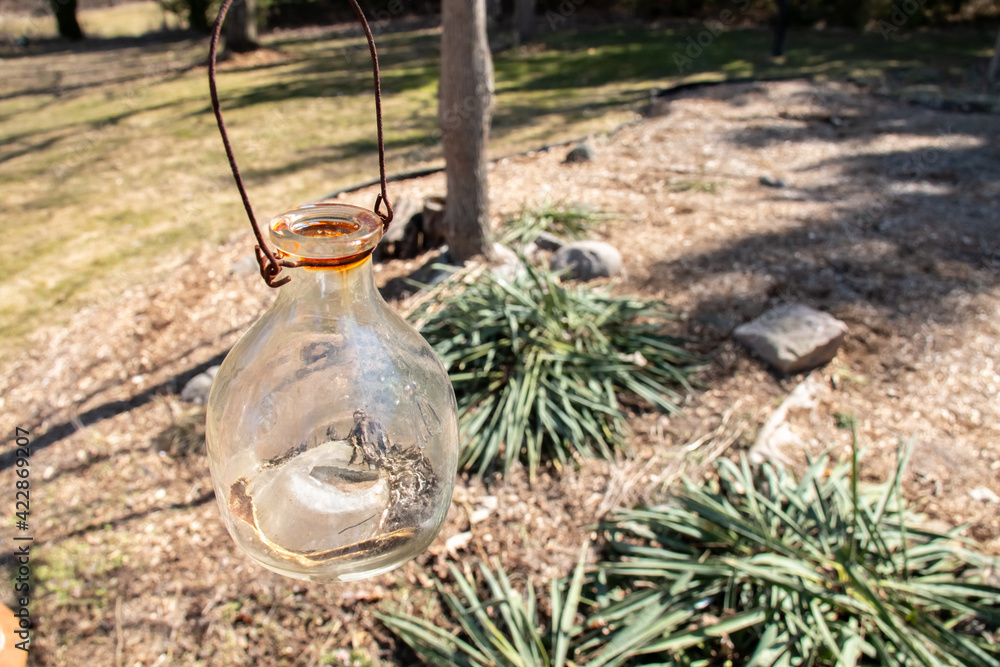 Fototapeta premium A glass container with a rusted metal thin wire handle hangs in an overgrown green and brown garden during the spring time in Southwestern Ontario, Canada. 