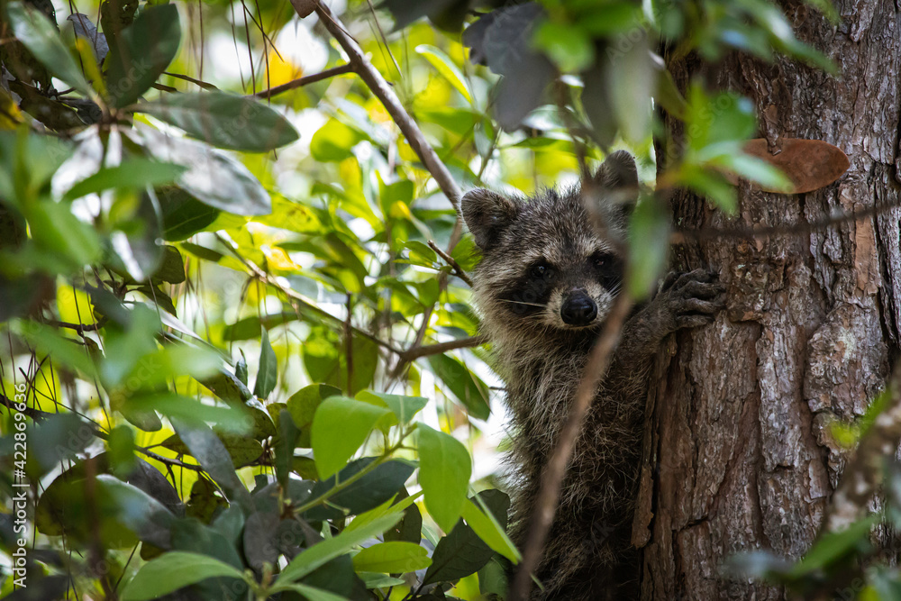 Obraz premium Cute racoon in a tree looking into the camera
