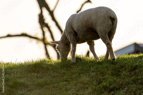 Schaf frisst Gras auf Deich vor Sonnenuntergang