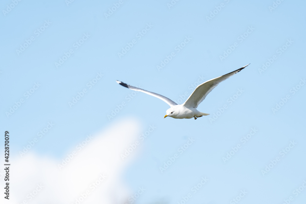 Fototapeta premium Möwe im Flug
