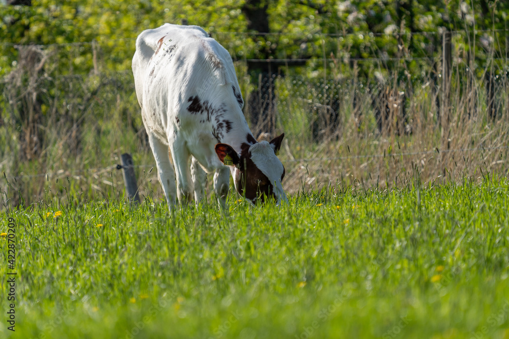 Fototapeta premium Kuh auf Weide am Kanal