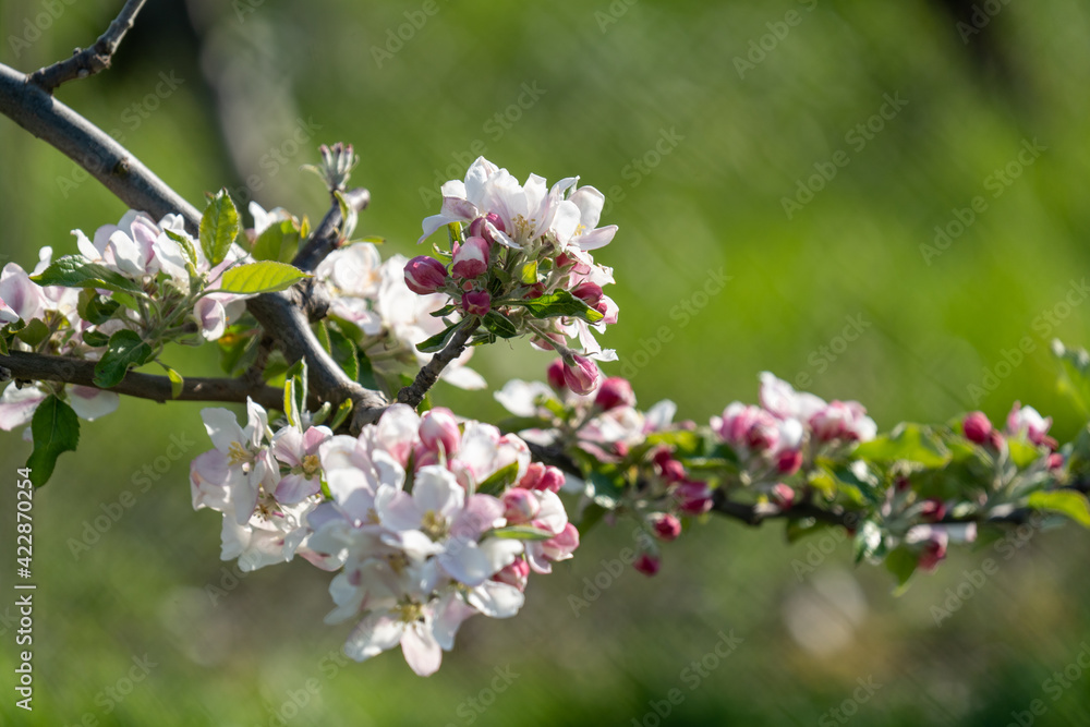 Schöne rosa Kirschblüten Nahaufnahme Schöne rosa Kirschblüten Nahaufnahme