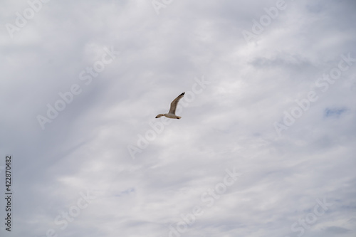 Möwe auf Sylt im Flug