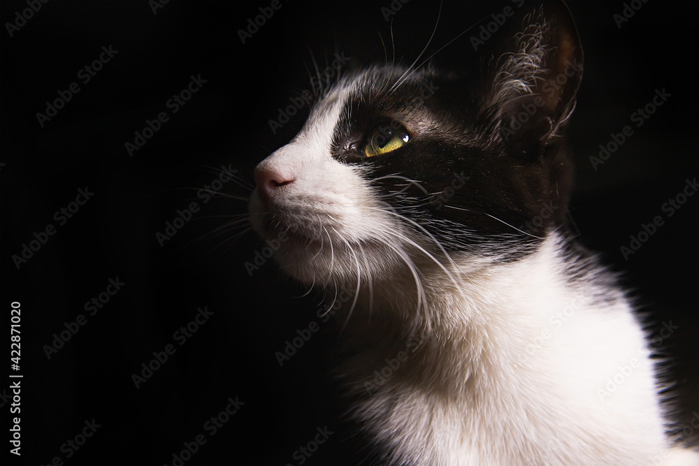 profile cat with green eyes on isolated black background