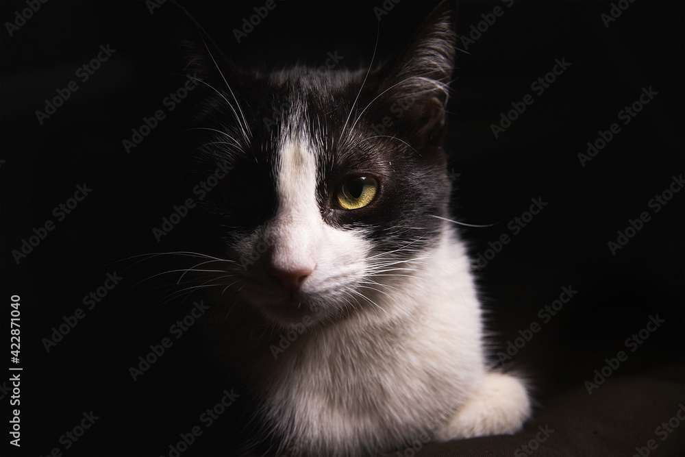 Obraz premium Green-eyed cat