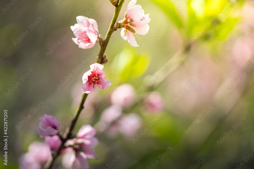 Sakura flowers blooming blossom in Chiang Mai, Thailand Sakura flowers blooming blossom in Chiang Mai, Thailand