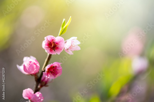 Fototapeta Naklejka Na Ścianę i Meble -  Sakura flowers blooming blossom in Chiang Mai, Thailand