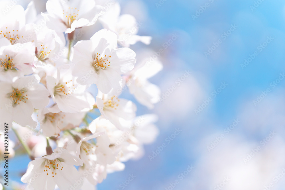 桜・染井吉野 桜・染井吉野