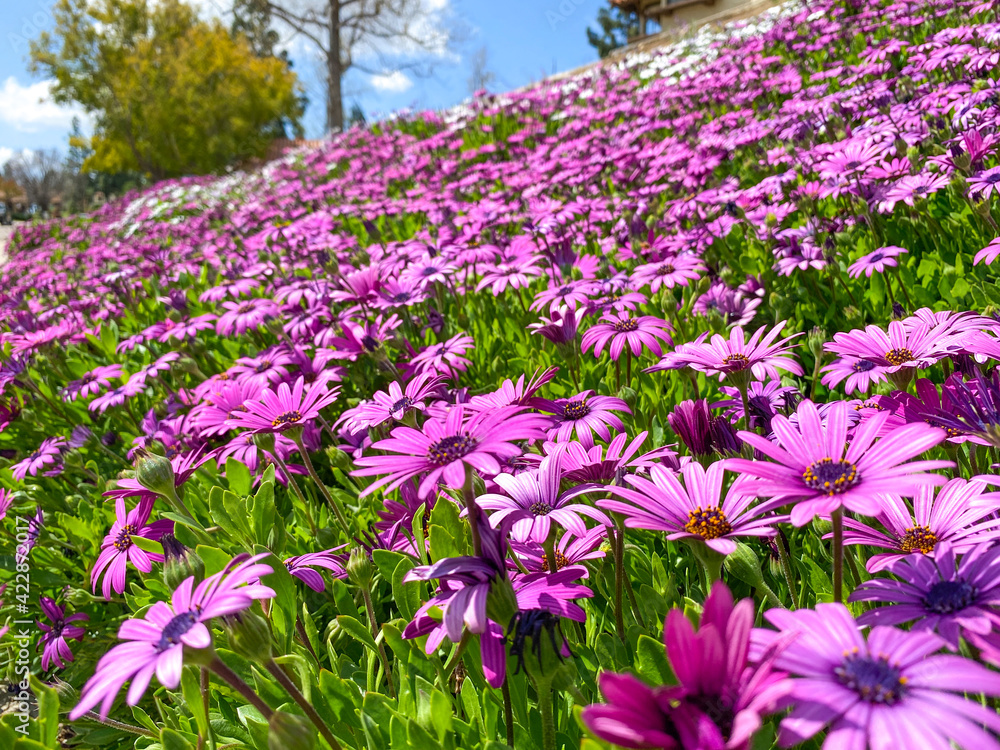 Blooming Cape Marguerite African daisy purple flowers on green background. Purple daisy